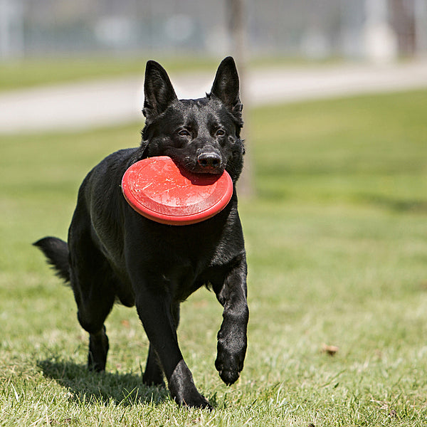 *DNR* 20% OFF - KONG - Flyer Dog Toy - LARGE - 23CM (9in)
