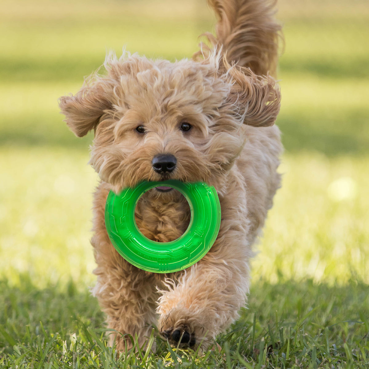 *DISC* Nerf - Scentology Ring Dog Toy - BEEF SCENTED - 12CM (5in)
