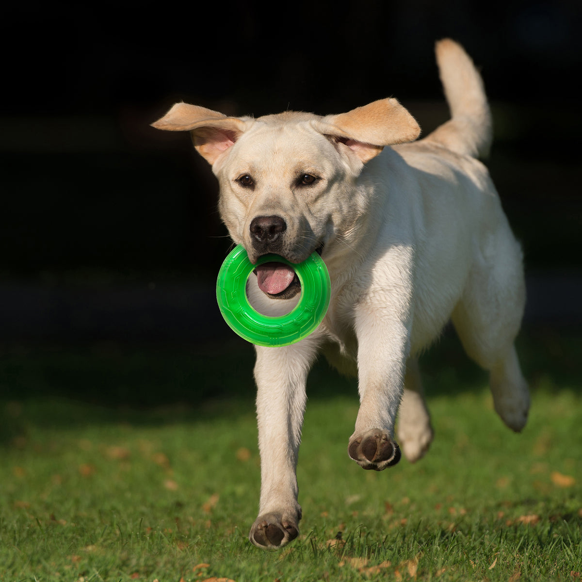 *DISC* Nerf - Scentology Ring Dog Toy - BEEF SCENTED - 12CM (5in)