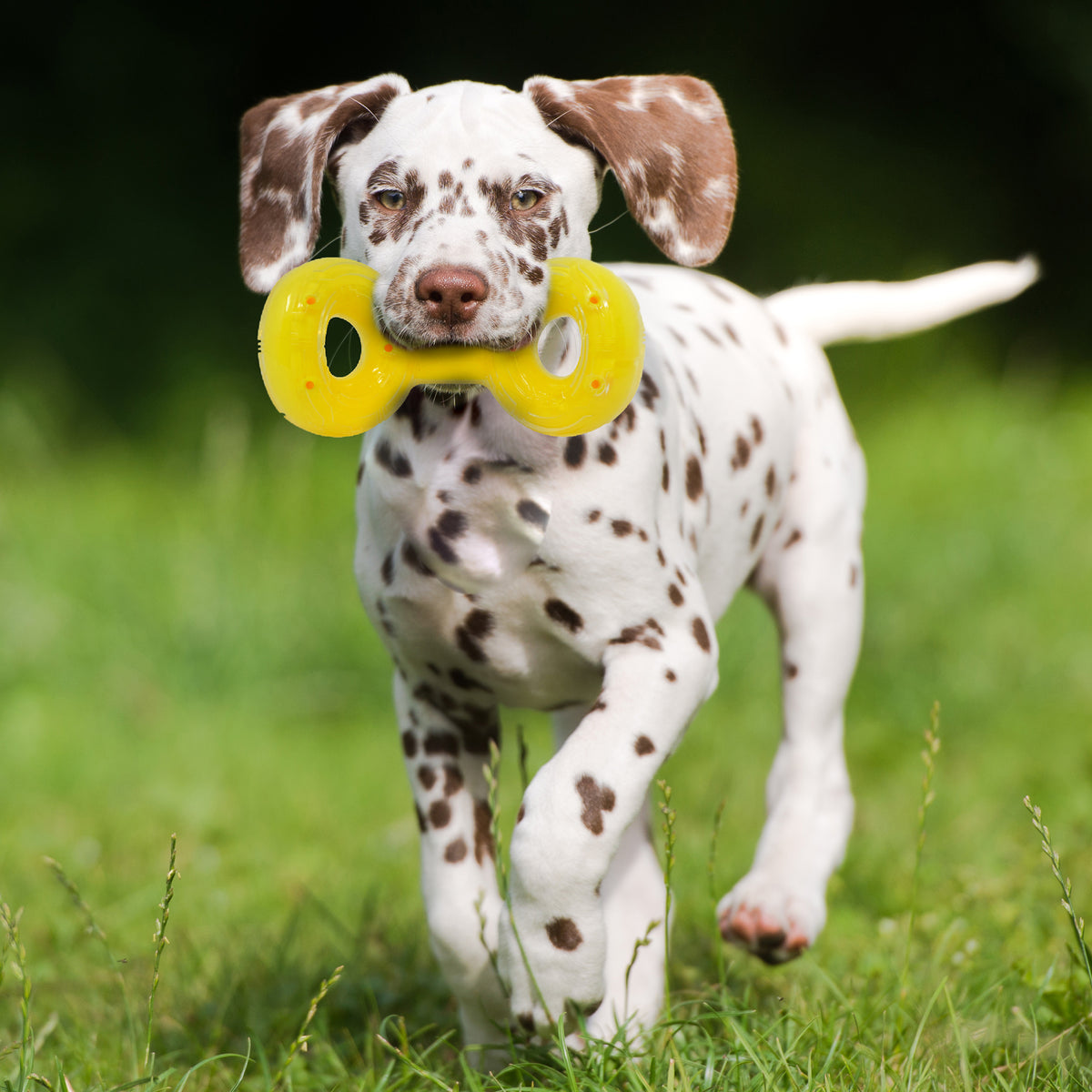 *DISC* Nerf - Scentology Tug Dog Toy - PEANUT BUTTER SCENTED