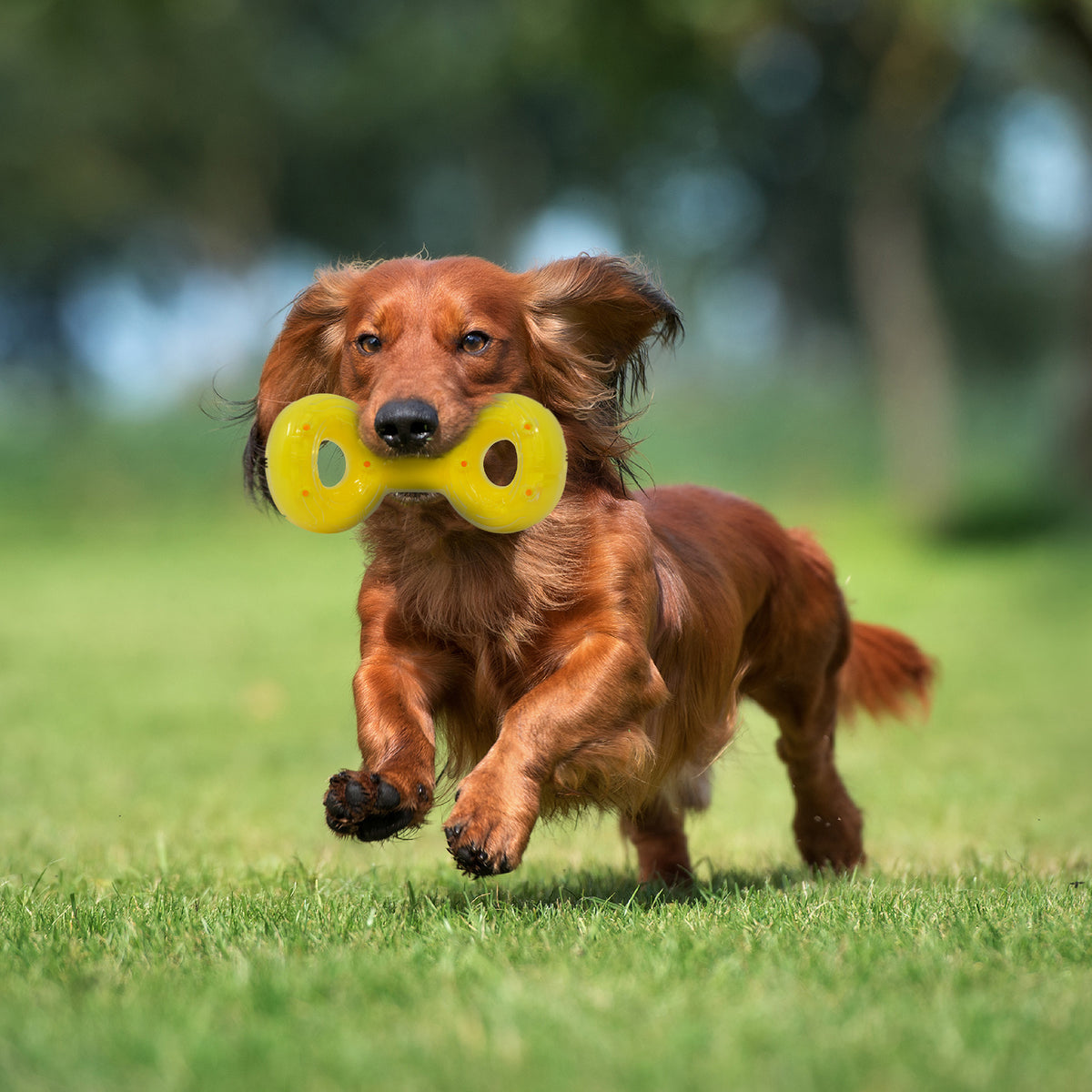 *DISC* Nerf - Scentology Tug Dog Toy - PEANUT BUTTER SCENTED