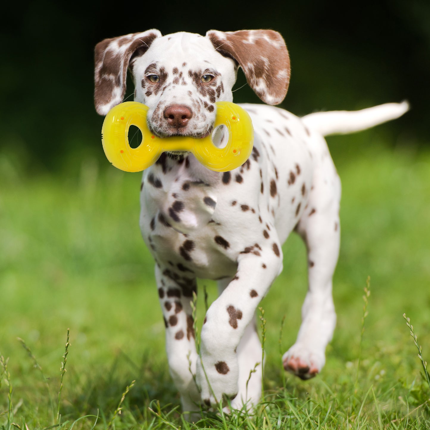 *DISC* Nerf - Scentology Tug Dog Toy - PEANUT BUTTER Scented