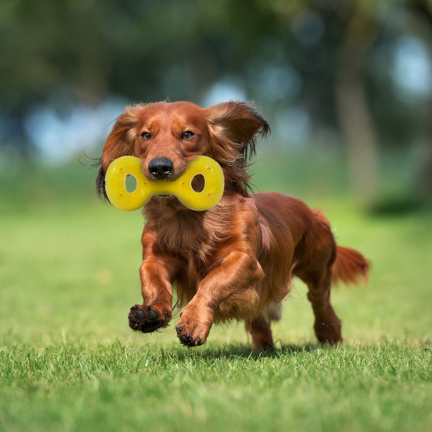*DISC* Nerf - Scentology Tug Dog Toy - PEANUT BUTTER Scented