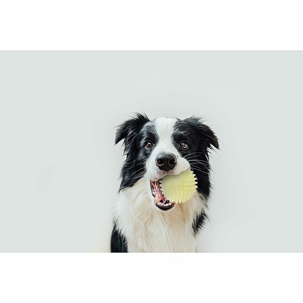 Royal Pet, Glow-in-the-Dark Squeaker Ball Dog Toy, 9CM (3.5in)