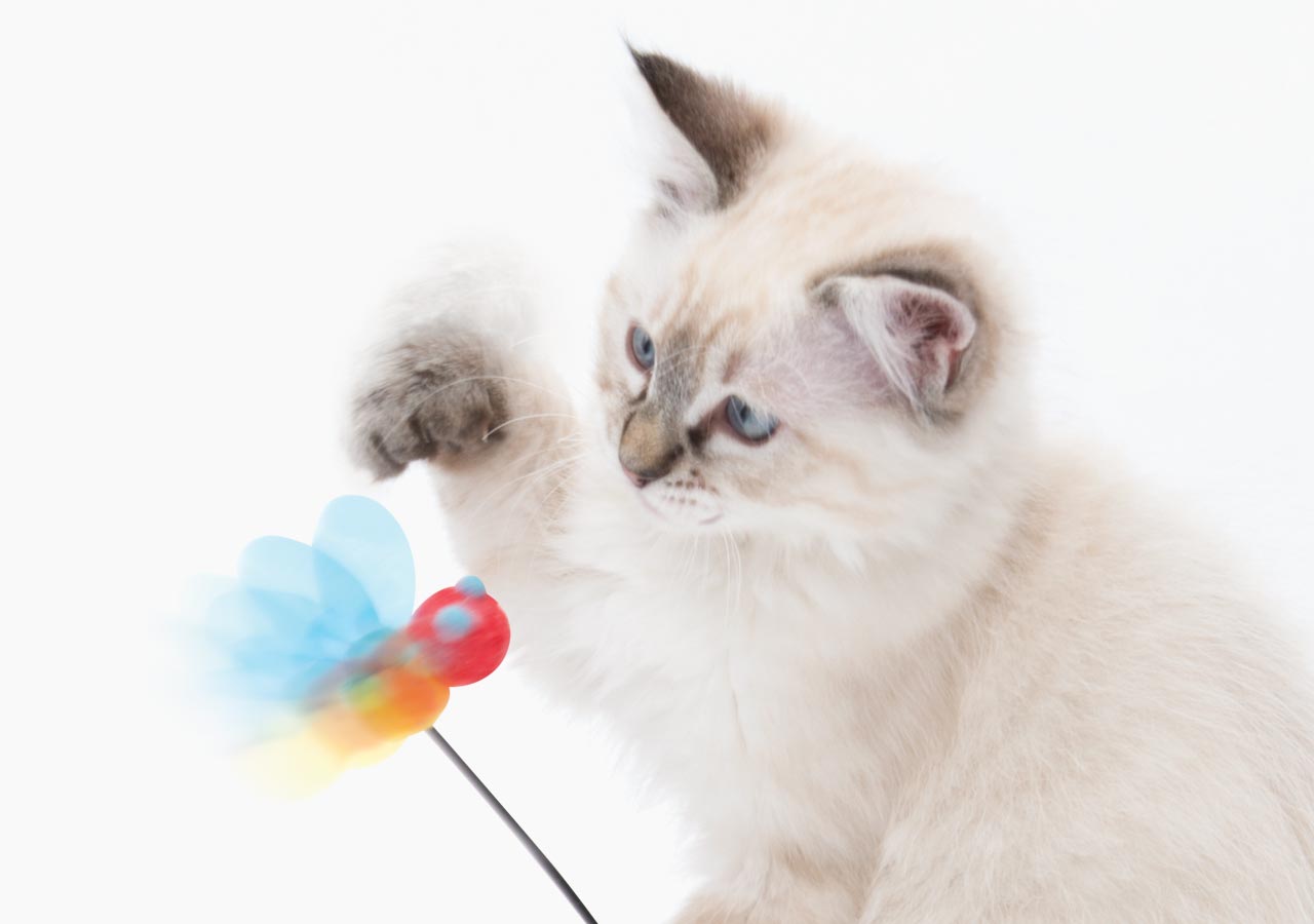 Catit, Play Spinning Bee Cat Toy, 23CM (9in) Tall