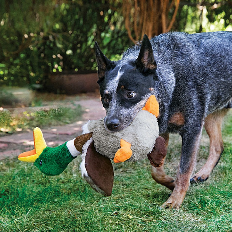 LocalID_69865 Kong - Shakers Honkers DUCK Squeak Dog Toy - LARGE - 47CM (18in)