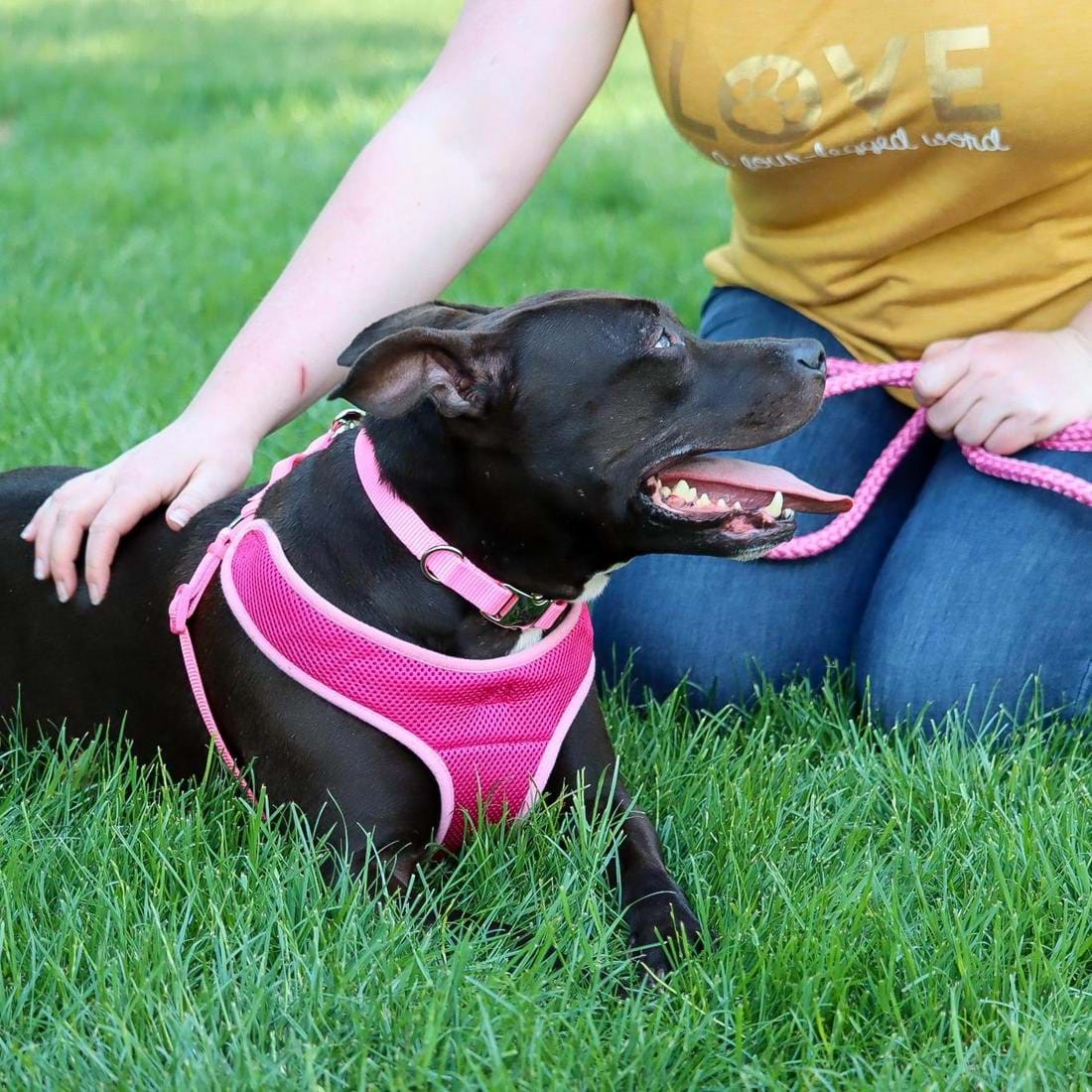 Coastal Comfort Soft Step-In Dog Harness - Bright Pink