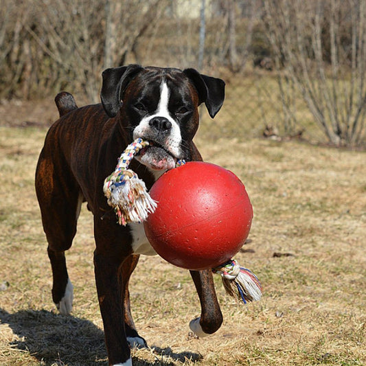 LocalID_69709 Jolly Pets - Romp N Roll Ball with Rope Dog Toy - RED - 20CM (8in)