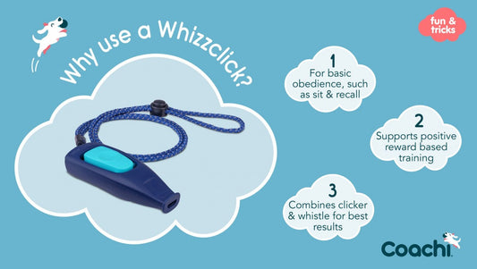 LocalID_70344 Company Of Animals - Coachi - Tricks Whizzclick - LIGHT BLUE & NAVY
